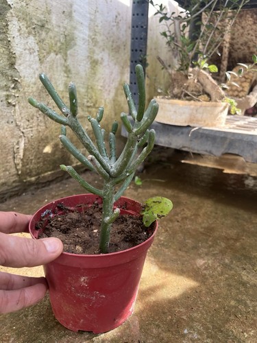 Euphorbia tirucalli pianta - euphorbia,