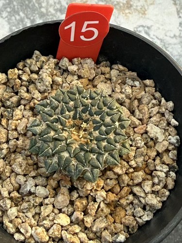 Ariocarpus kotschoubeyanus