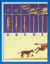 ANIMALI PREISTORICI - Panini