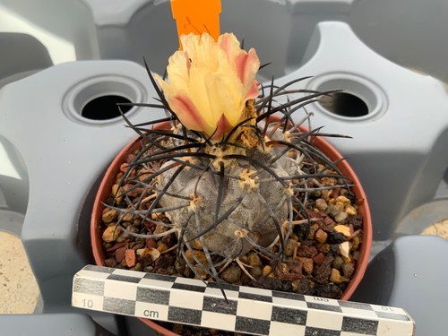 200 copiapoa corralensis - copiapoa, very