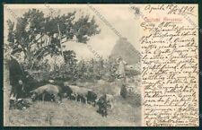 L'Aquila Città Costumi Maiale cartolina QQ3871