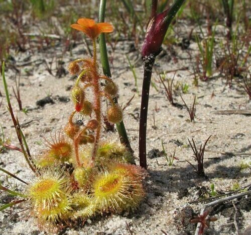 Pianta carnivora drosera - pianta,