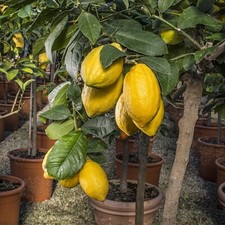 Cedro Diamante Pianta di