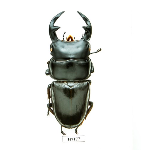 Insetto h7177 lucanidae - insetto,