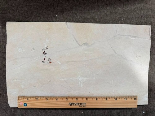 Lebanon marine fossil - lebanon,