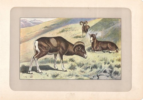 Muflone maschio femmina - maschio, e