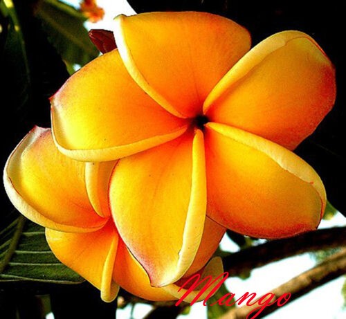 Plumeria rubra fiori - rubra,