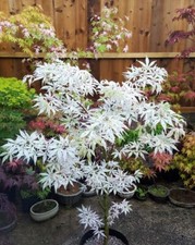 80002702 Acer Palmatum