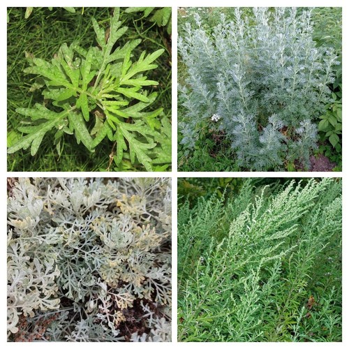 Assortimento artemisia - assortimento,