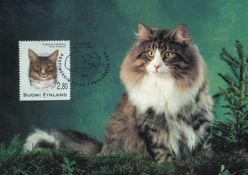 Gatto norvegese foresta - norvegese,