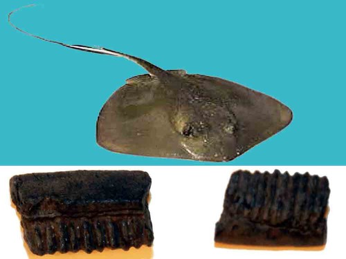 Myliobatis gigas dente fossile - gigas,