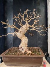 bonsai di gelso  h 81 cm