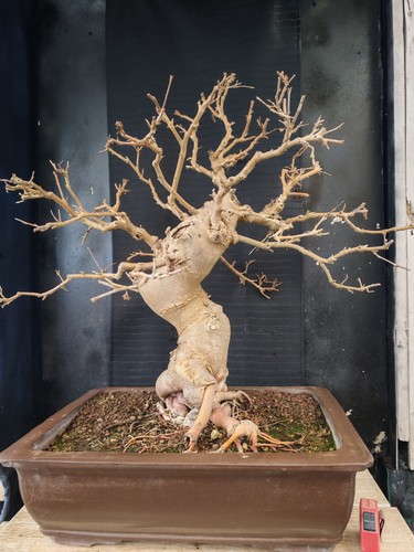 Bonsai gelso 81 cm - gelso,