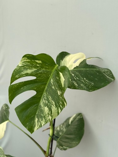 Monstera deliciosa albo - monstera,