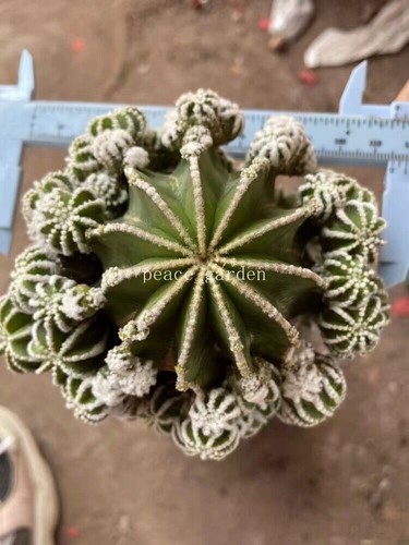 Piante succulente aztekium - succulente,