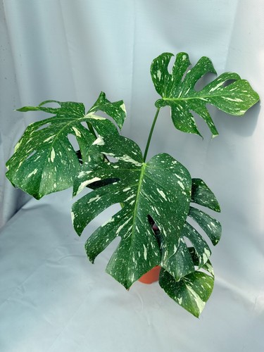 Monstera thai constellation - monstera,
