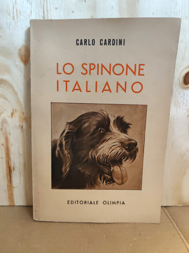 Spinone italiano carlo - lo,