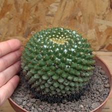 Mammillaria marksiana Vaso 16