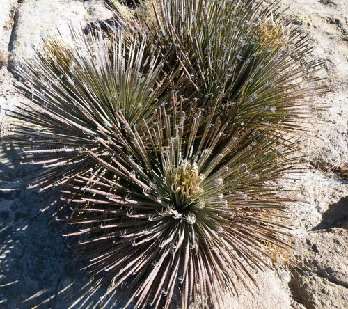 Dasylirion acrotrichum var