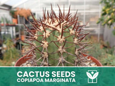 Copiapoa Marginata – 10 Semi – Cactus Seeds, Pianta Succulenta, Cactaceae, Fiore