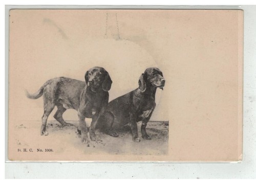Cane 17240 belli cani - belli, da