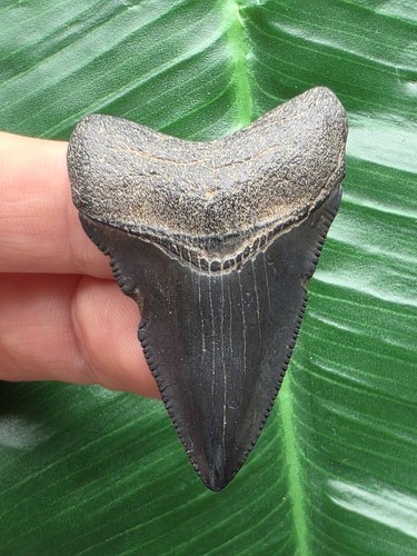 Dente scuro del megalodonte