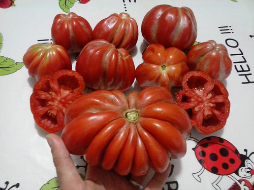Pomodoro pitanga rarissimo - pomodoro,