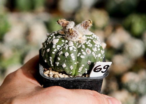 Astrophytum superkabuto - 69.,