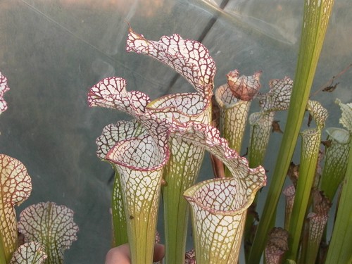Sarracenia leucophylla l38mk - sarracenia,