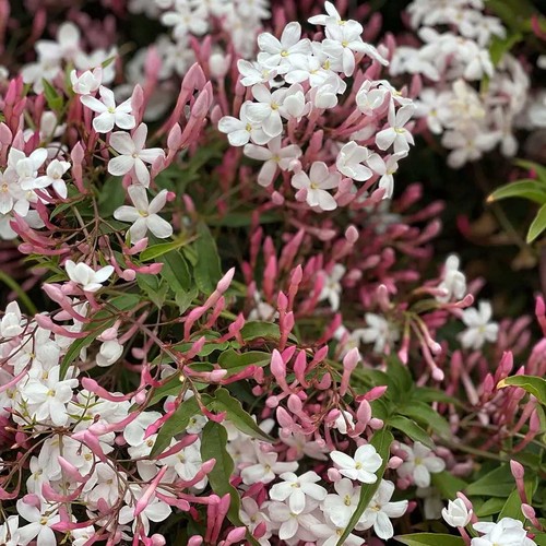 Pianta jasminum polyanthum - 1,