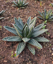 AGAVE VICTORIAE REGINAE -