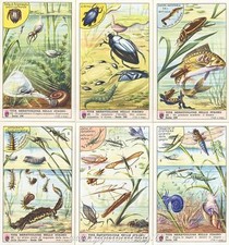 Figurine Lavazza serie n°198 Vita Meravigliosa nello Stagno ANNO 1961 Chromo