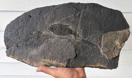 Raro pesce fossile - , dell'età