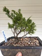 Bonsai Tree Shimpaku Juniper