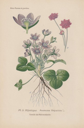 Anemone epatica hepatica - epatica, (hepatica