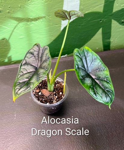 Alocasia dragon scale - dragon,
