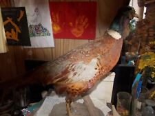 TASSIDERMIA   FAGIANO   TENEBROSO    IMBALSAMATO VINTAGE 