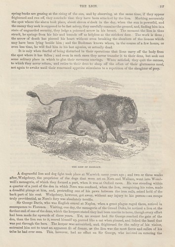 Leone berbero panthera leo - leone,