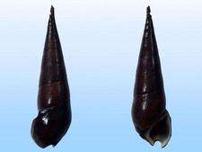 Pachychilidae, Faunus ater, Guadalcanal, Solomon Islands, 52,4 mm, NICE QUALITY