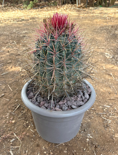 Ferocactus gracilis cactus - ferocactus,