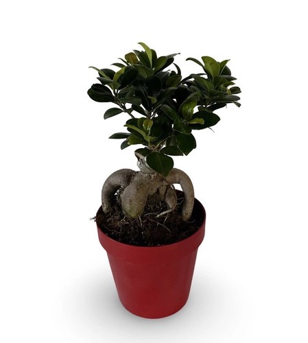 Bonsai ginseng ficus - ginseng,
