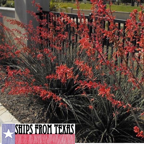 Texas red yucca hesperaloe - red, yucca,