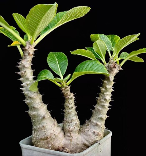 Pachypodium baronii