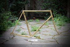 Cornice Gazelle Champion