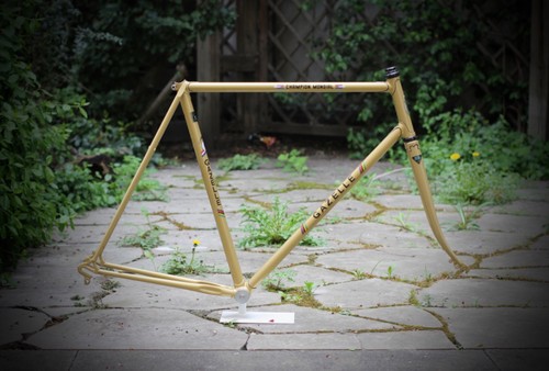 Cornice gazelle champion - cornice,