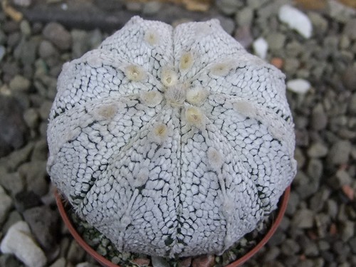 7c28 astrophytum super kabuto - astrophytum,