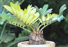 Zamia Furfuracea, CARTONE
