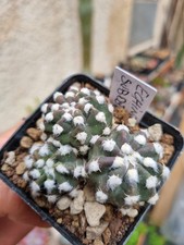 ECHINOPSIS SUBDENUDATA CACTUS