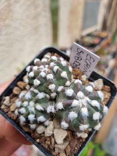 Echinopsis subdenudata cactus - echinopsis,