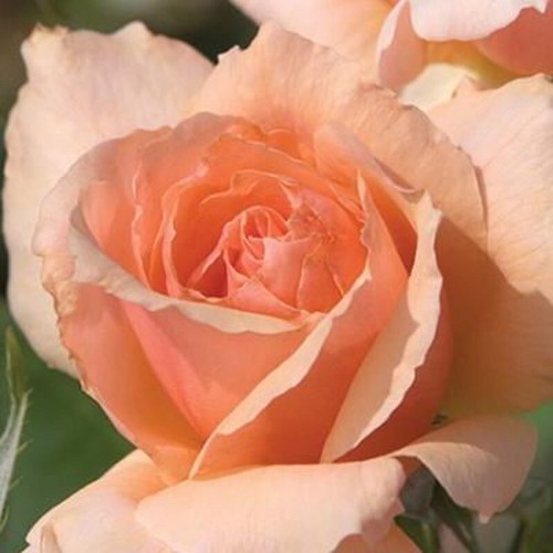 Rose caramelle albicocca